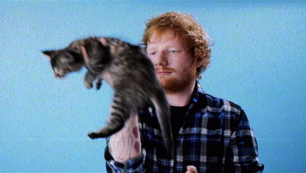 Ed-Sheeran-Cat-Gif-5