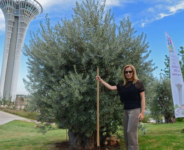 LARA FABİAN, EXPO 2016 ANTALYA KONGRE MERKEZİ’NDEKİ KONSERİ ÖNCESİNDE EXPO TEPESİ’NE BURSA’DAN TRANSPLANTASYON YÖNTEMİYLE ALANA GETİRİLEN 190 YAŞINDAKİ ZEYTİN AĞACINI DİKTİ. (İHA/ANTALYA-İHA)