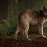 17- Asıl Kurt Arya Kurdu