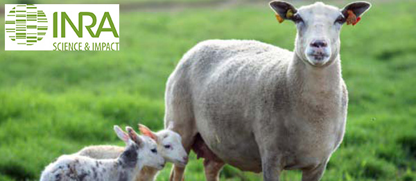 Fransa DNA'sı Değiştirilmiş Koyunu Yanlışlıkla Yedi
