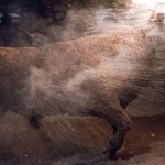 Toro Embolado festivali ispanya foto-06