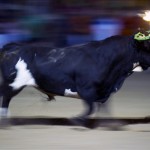 Toro Embolado festivali ispanya foto-51