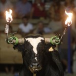 Toro Embolado festivali ispanya foto-56