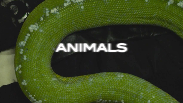 Maroon 5 – Animals Lyrics Video