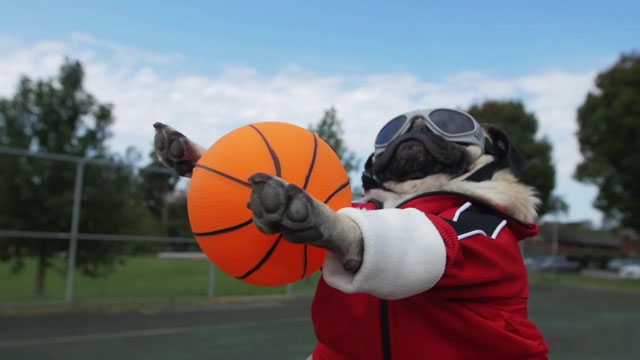 Fall Out Boy – Irresistible feat Demi Lovato  (Starring Doug The Pug)