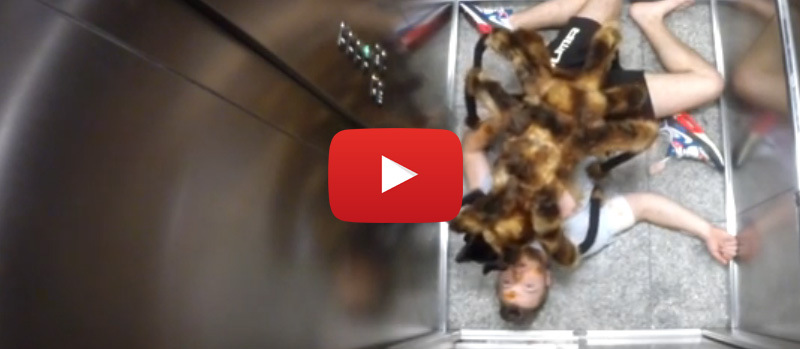 Dünyanın en korkunç ve gerçekçi şakası! – Gözlerinize inanamayacaksınız