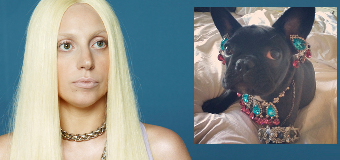 Lady Gaga'ya Peta'dan Tepki