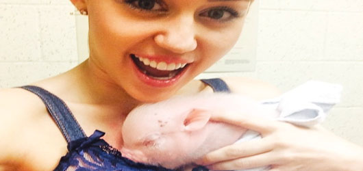 Miley Cyrus'un Yeni Hayvanı