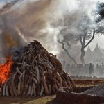 KENYA-IVORY-POACHING-CRIME-AFRICA