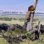 2015in en ilginc fotograflari – 05