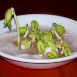 4 – İşimize yaramayacak pek çok şeyi yapmak zorunda bırakıldık.