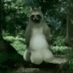 Sadece Japonya’da yaşayan “esaslı” bir hayvan olmalı…