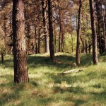 17 – Ne kadar dikkatlisiniz