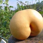 doganin-sasirtan-yuzu-4477-1g