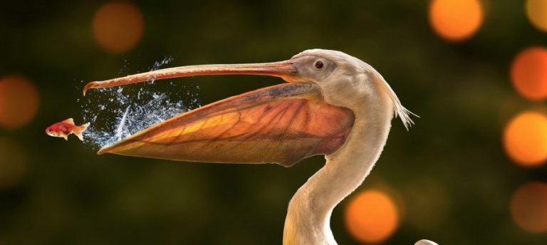 Zamanlaması Mükemmel 25 Fotoğraf!