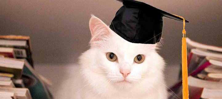 Mezun Olan Birinin Hislerine Tercüman Olan 16 Minik Dost