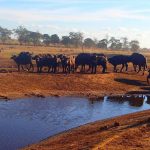 Man-Drives-Hours-To-Water-Wild-Animals-002