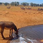 Man-Drives-Hours-To-Water-Wild-Animals-003