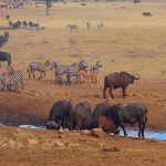 Man-Drives-Hours-To-Water-Wild-Animals-006