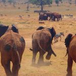 Man-Drives-Hours-To-Water-Wild-Animals-011