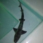 dan-bilzerian-luks-hayati-instagramda-38