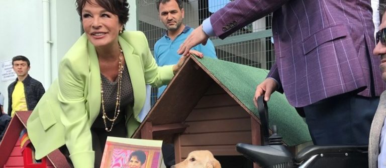 Hülya Koçyiğit sokak hayvanları için kulübe tasarladı