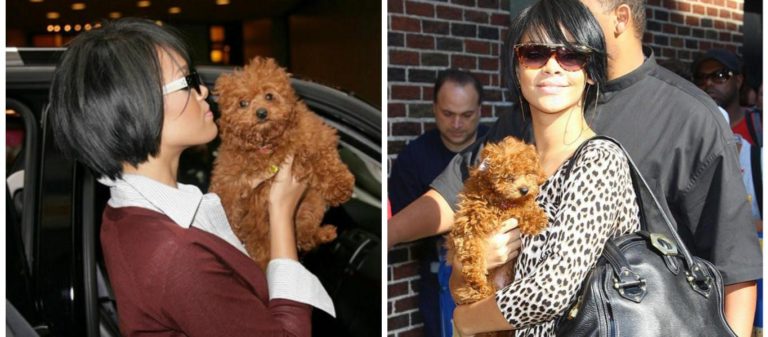 Herkes Rihanna’nın köpeğinin peşinde