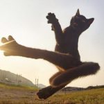 45DC073800000578-5035989-And_often_the_moves_come_with_a_maniacal_face_as_the_cats_are_in-m-84_1509465325460