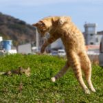 C71XYdZV4AABKP-
