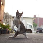 CpOEbpMUAAEfFLQ
