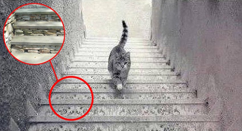 Обнаруживают что забыли опустить лестницу. Лестница для кота. Кот спускается по лестнице. Кошка вверх или вниз по лестнице. Оптические иллюзии кошка на лестнице.