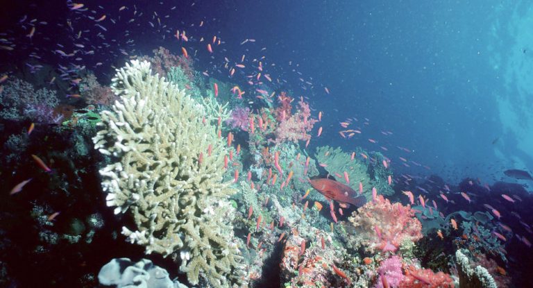 Yapay Mercan Resifi Çalışmaları Başladı