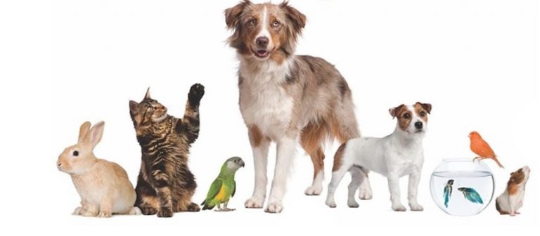 Hayvanları Koruma Gününde Number1’dan Kedi Maması