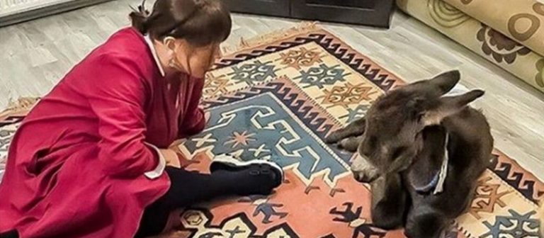 Sezen Aksu sahiplendiği sıpayı yalısına aldı