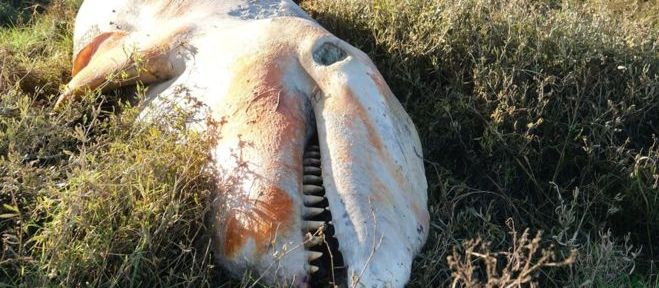 İngiltere kıyılarına vuran katil balinanın midesinden plastik atık çıktı