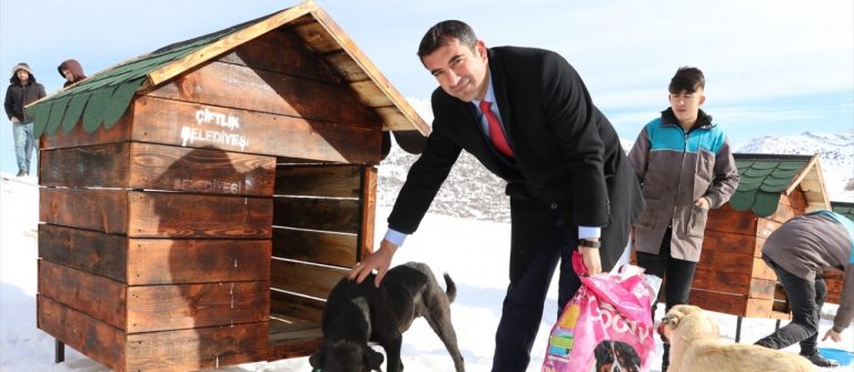 Köpekler için köy kurdu