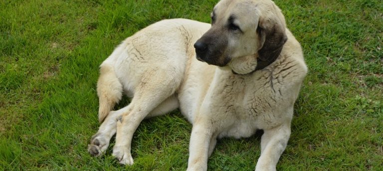 Number1 ailesinin gözbebeği Hatun’u kaybettik