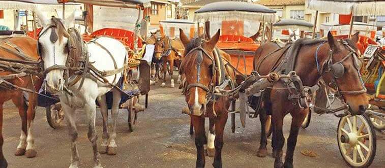 Kriz çıkaran fayton ve atları İstanbul Büyükşehir Belediyesi satın aldı