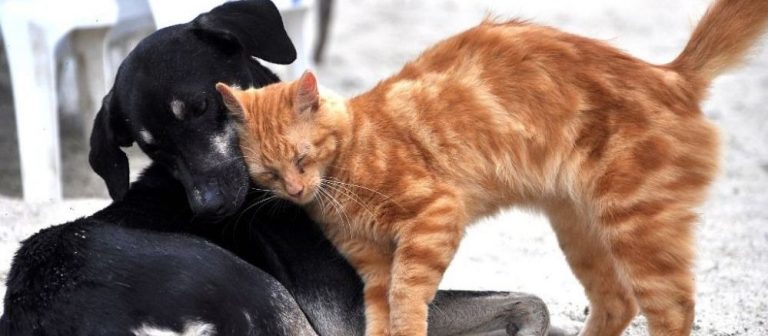 Ocak Ayı Hayvan Hakları İhlal Raporu’nu Açıkladı