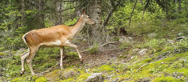 30 bin tür tehlike altında