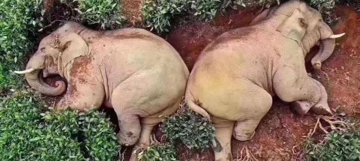 30 litre şarap içen filler tarlada sızdı