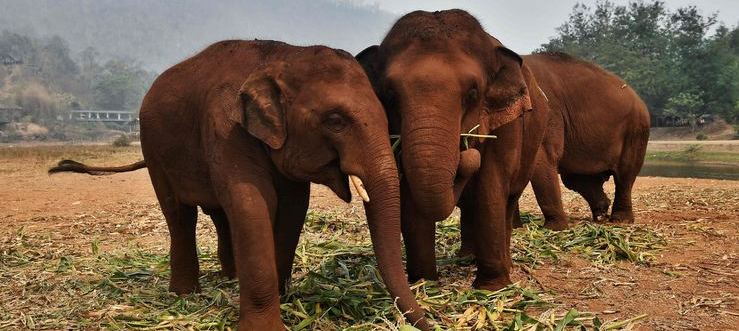 Turistleri taşıyan filler corona virüs nedeniyle artık serbest