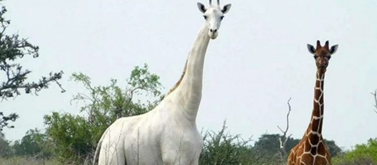 Kenya’da son beyaz zürafa ve yavrusu öldürüldü