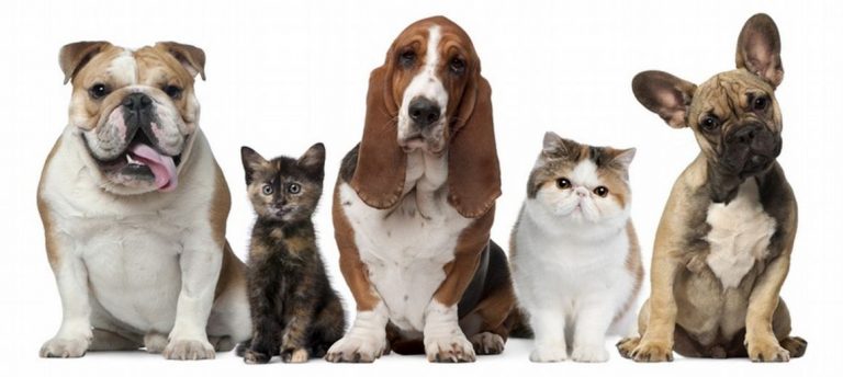 Can dostlarımızı terketmeyin, bize muhtaçlar