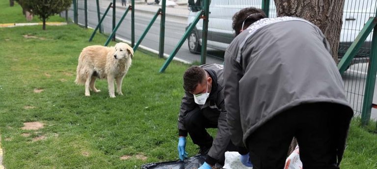 Sokak hayvanlarına mama dağıttılar
