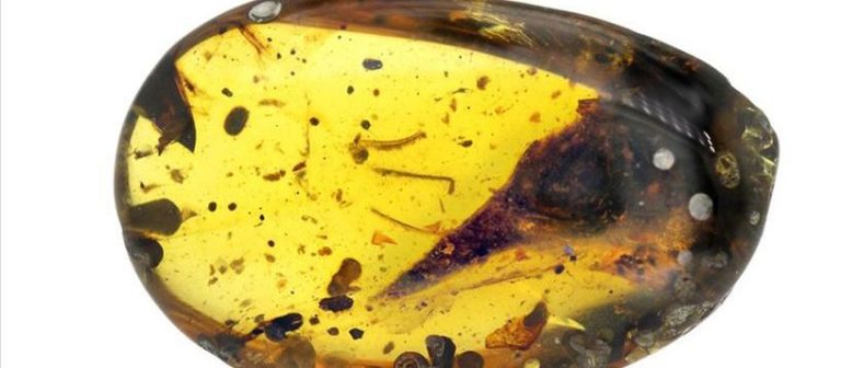 99 milyon yıllık kehribar içinde ‘en küçük dinozor fosili’ keşfedildi