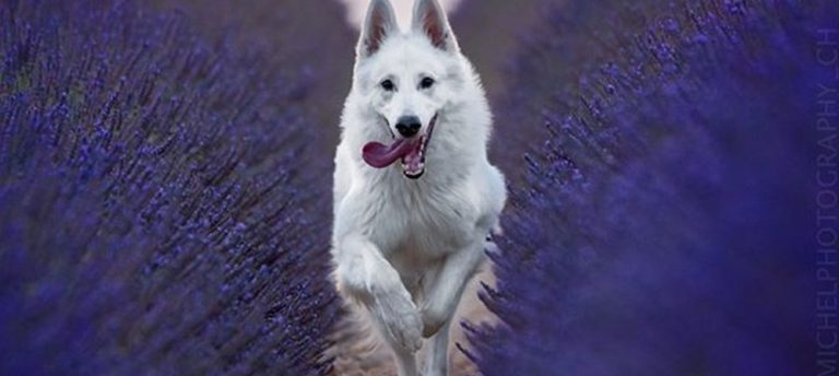 Yeni Fenomen sevimli köpek Rasta