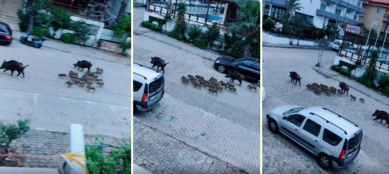 Marmaris sokakları domuzlara kaldı!