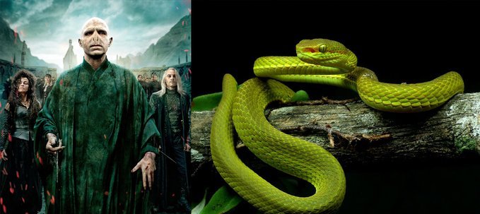 Yeni bulunan yılan türüne Harry Potter karakterinin ismi verildi