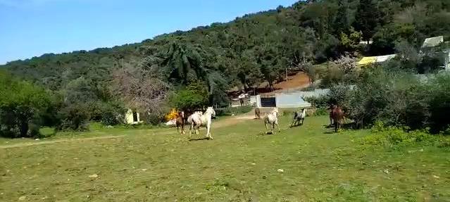 İBB, Adalar’daki faytonculardan satın alınan atların görüntülerini paylaştı